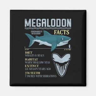 Megalodon Fakten Meg Prähistorischer Haifischzahn Magnet