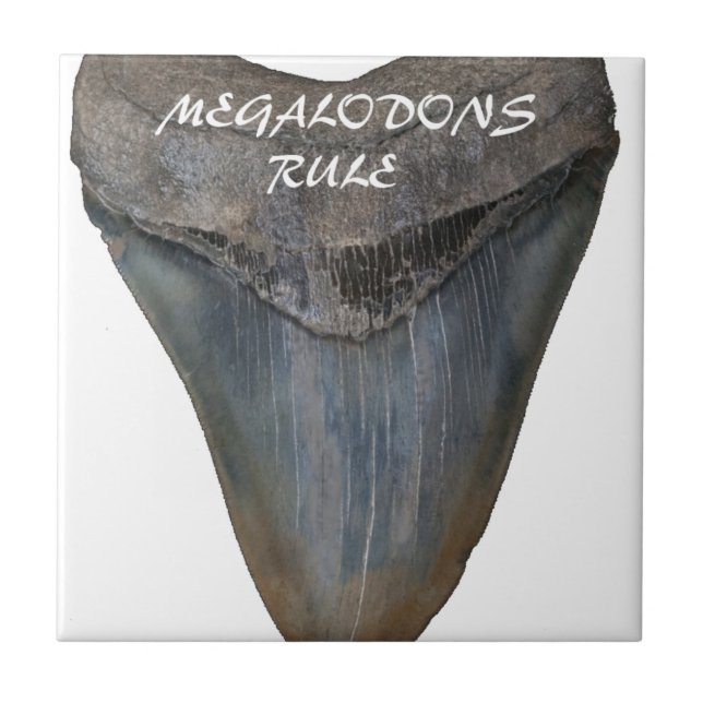 Megalodon Haifisch-Zahn Fliese (Vorderseite)