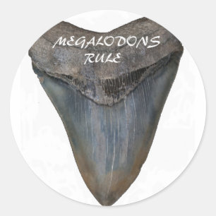 Megalodon Haifisch-Zahn Runder Aufkleber