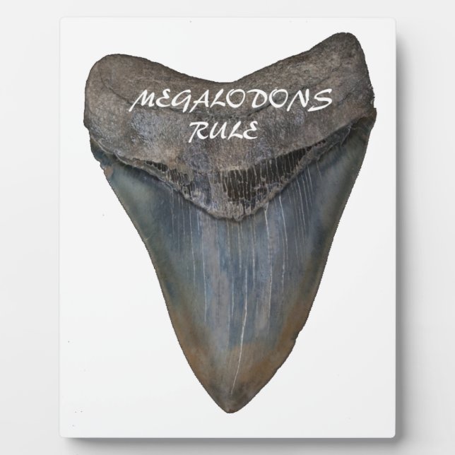 Megalodon Shark Tooth Fotoplatte (Vorderseite)