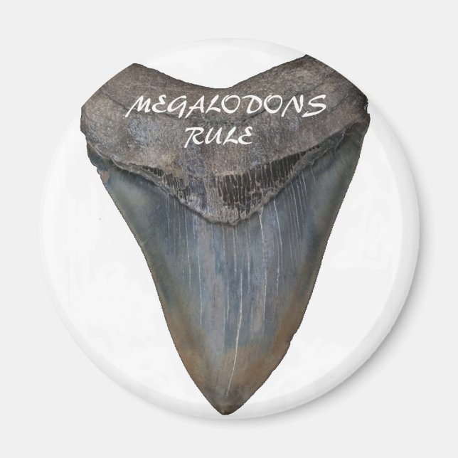 Megalodon Shark Tooth Magnet (Vorne)