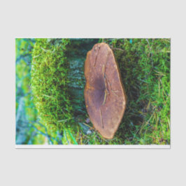 Mehlkopfgras Seidenpapier