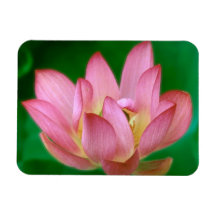 Mehr als ein Traummagnet