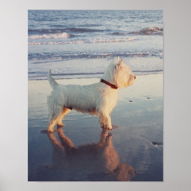 Mehr bitte! Westie Ball Poster (Vorne)