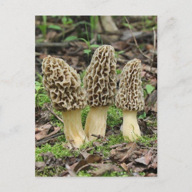 Mehr Morels Postkarte (Vorderseite)
