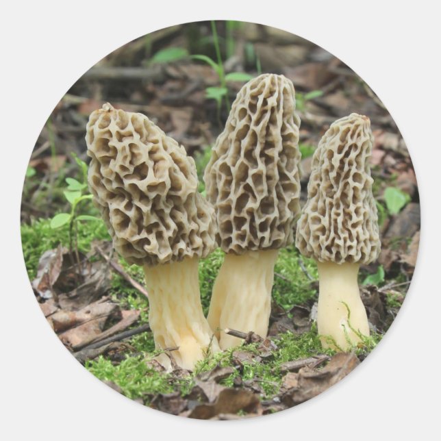 Mehr Morels Runder Aufkleber (Vorderseite)