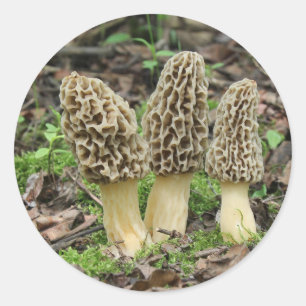 Mehr Morels Runder Aufkleber