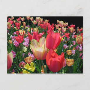 Mehr Tulips Postkarte