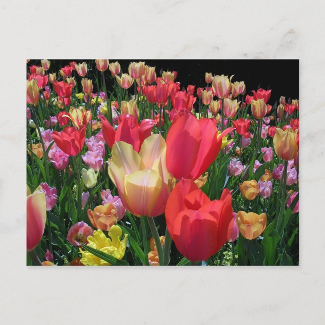 Mehr Tulips Postkarte (Vorderseite)