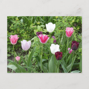 Mehrere Farben Tulips DIY Postkarte