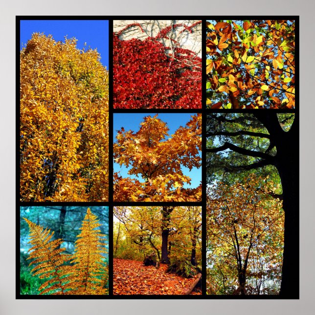 Mehrere Fotos Herbstblätterung Poster (Vorne)