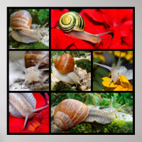 Mehrere Fotos Schnecken
