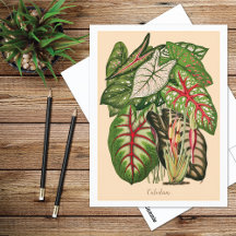Mehrfarbig Caladium Pflanze Illustration