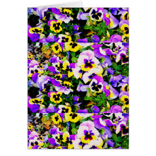 mehrfarbige Pansy-Blume