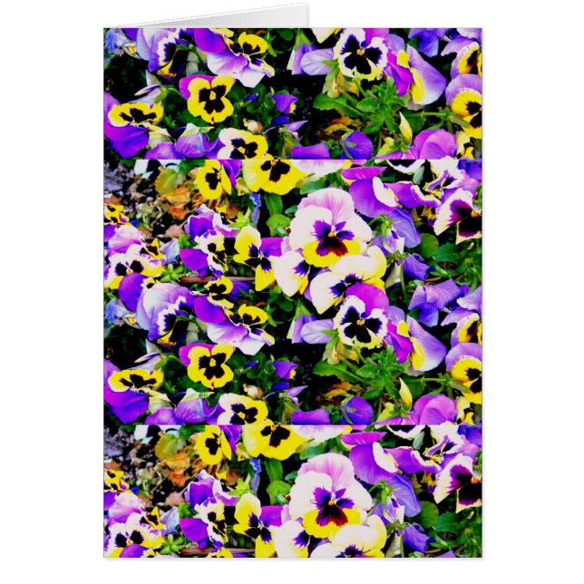 mehrfarbige Pansy-Blume (Vorne)