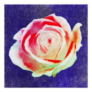 Mehrfarbige Rose auf blauem Hintergrund Poster