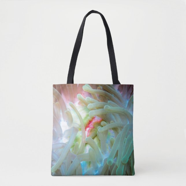Mehrfarbige Seeanemone (Vorderseite)