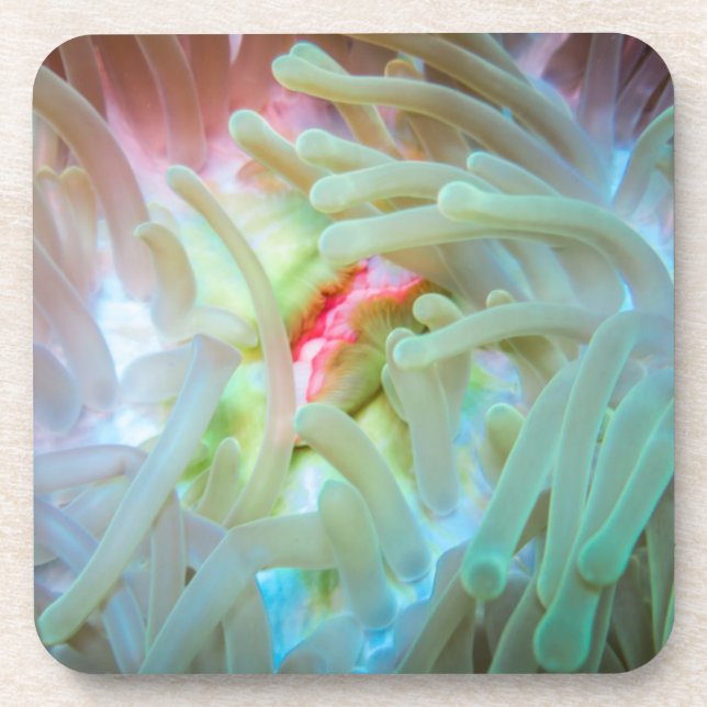 Mehrfarbige Seeanemone Getränkeuntersetzer (Vorderseite)
