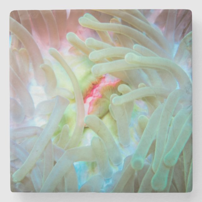 Mehrfarbige Seeanemone Steinuntersetzer (Vorderseite)