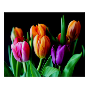 Mehrfarbige Tulip-Blume mit schwarzem Hintergrund Poster