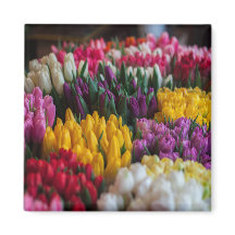 mehrfarbige Tulips
