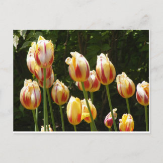 MEHRFARBIGE TULIPS POSTKARTE