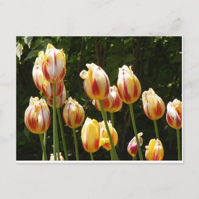 MEHRFARBIGE TULIPS POSTKARTE (Vorderseite)