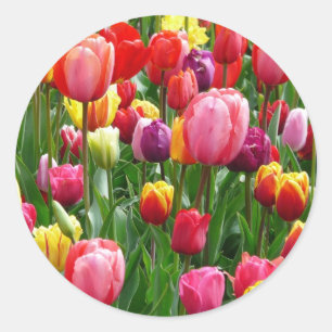 Mehrfarbige Tulpen Runder Aufkleber