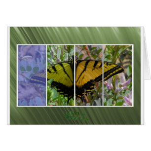 Mehrfarbiger Schmetterling