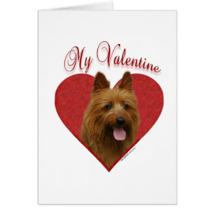 Mein Australischer Terrier Valentine