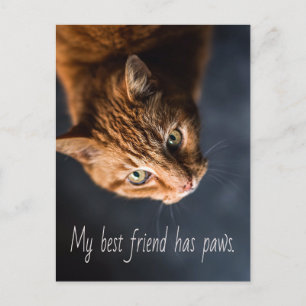 Mein bester Freund hat Pfoten, Katze Kätzchen Nied Postkarte