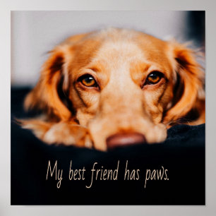 Mein bester Freund hat Pfotenhund, Puppy Meme Poster