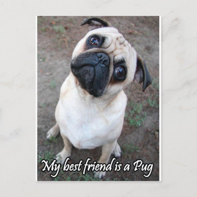 Mein bester Freund ist Mops Postkarte (Vorderseite)