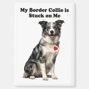 Mein Blue Merle Border Collie steckt an mir Magnet