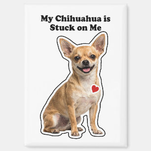 Mein Chihuahua klebt an mir Hunde Liebhaber Magnet