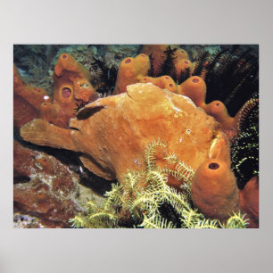 Mein Frogfisch II Poster