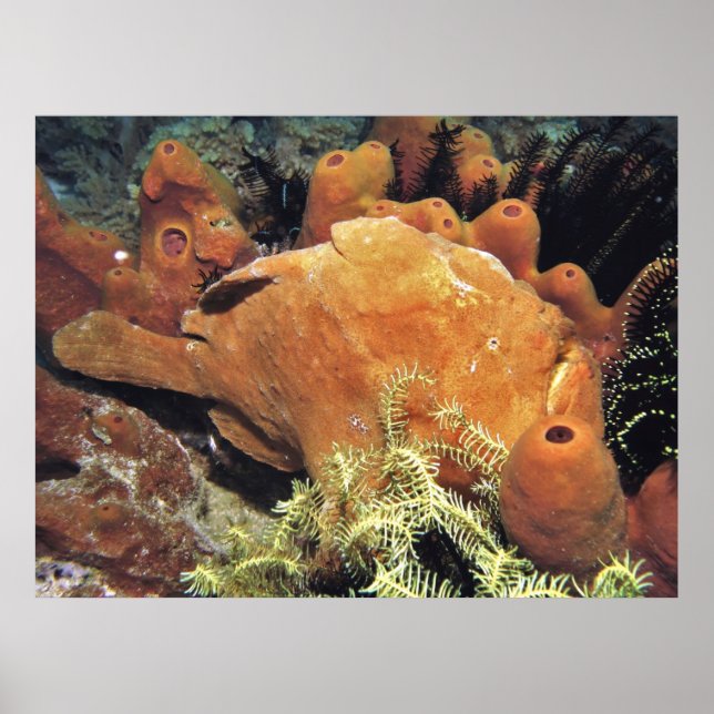Mein Frogfisch II Poster (Vorne)