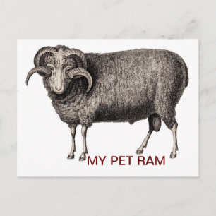 MEIN HAUSTIER WIDDER POSTKARTE