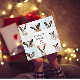 Mein Hund ist mein Valentine Zwei Hunde - Fotos