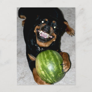 Mein Hund Snoop mag Wassermelonen Postkarte