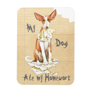 Mein Ibizan Hound aß meine Hausaufgaben Magnet