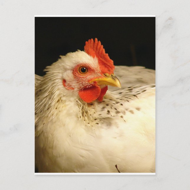 Mein Junge Postkarte (Vorderseite)