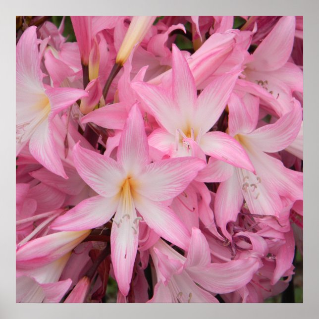 Mein kleiner Freund schläft...... Poster (Vorne)