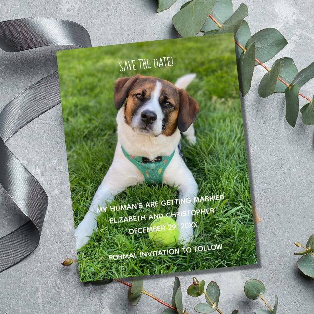 Mein menschliches Foto wird Save the Date geheirat (My Human's Are Getting Married Dog Cat Photo Save the Date Cards.)