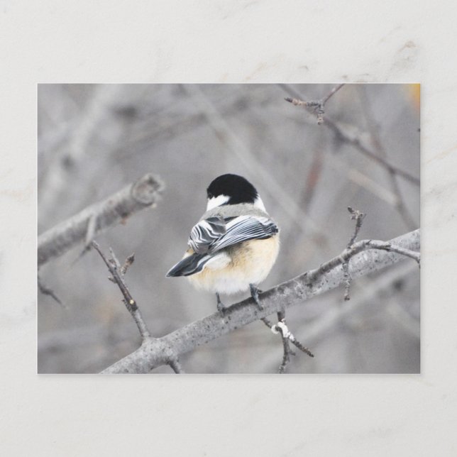 Mein neuer Wintermantel, glänzend! :) Postkarte (Vorderseite)