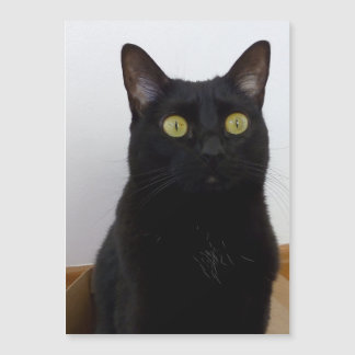 Mein Pan (Panther) Magnetkarte