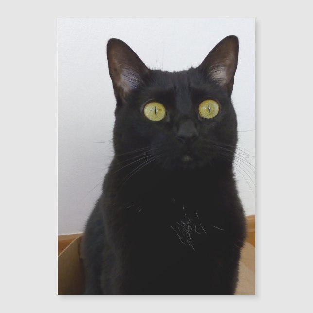 Mein Pan (Panther) Magnetkarte (Vorderseite)