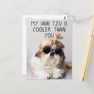 Mein Shih Tzu ist Cool als du Sonnenbrillen Foto Postkarte