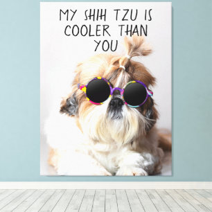 Mein Shih Tzu ist cooler als deine Sonnenbrille Fo Leinwanddruck
