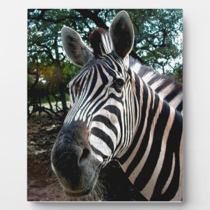 Mein trepper Freund Fotoplatte